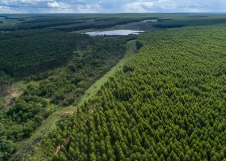 Prestes a se tornar novo polo da celulose em MS, Inocência recebe estudo para nortear crescimento