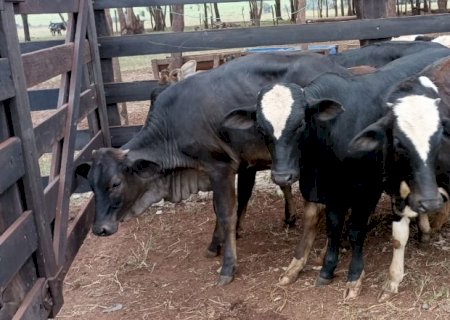 Bolsa troca indicador Boi Cepea/B3 por Boi Datagro para liquidação de contratos futuros