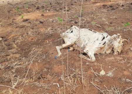 “Operação Padroeira: Polícia Militar Ambiental de Rio Negro autua proprietário rural por maus-tratos a gado