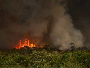 Recuperação do solo após incêndios. O que os produtores rurais devem fazer?