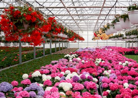 Governo celebra abertura de mercado na Arábia Saudita para exportação de flores e feno>