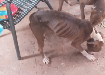 Pitbulls são resgatados em ‘pele e osso’ e tutora é presa em MS