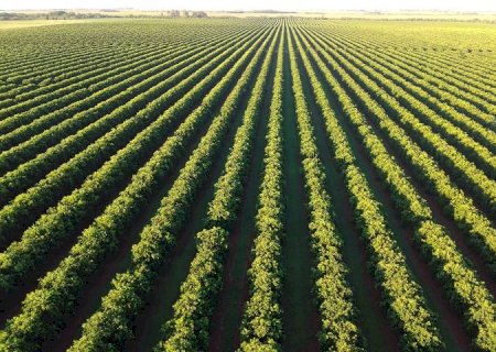 Com citricultura em expansão, produção de gigante do setor de laranja está em pleno vapor em MS>