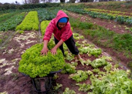 Conhecido com Estado do Agro, MS têm apenas 11% da população vivendo em região rural>