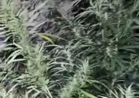 Mulher é presa por cultivo de maconha em Fátima do Sul