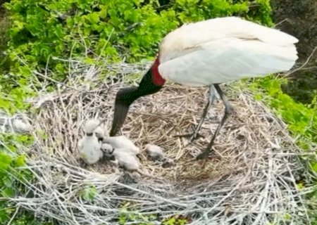 Ninho de tuiuiú com filhotes encanta em meio ao verde que restou no Pantanal