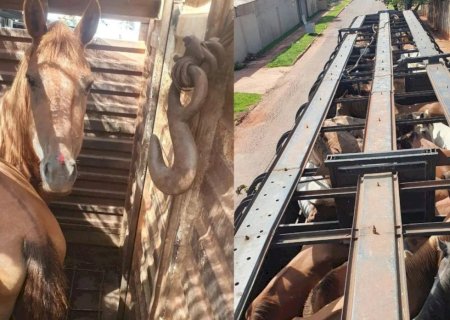 Polícia resgata 73 cavalos com fome transportados de forma irregular em MS