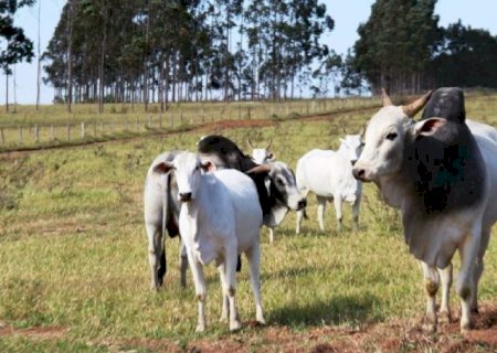 Pecuaristas de MS têm até 30 de novembro para atualizar cadastro de rebanhos na Iagro>