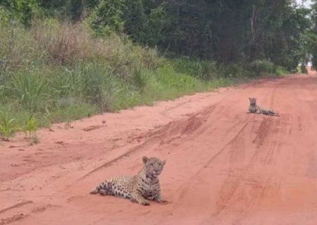 Filhotes de onça são avistados em estrada de MS; veja vídeo>