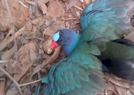 Animal ‘desconhecido’ aparece na rua e intriga moradores em MS: ‘ninguém sabia o que era’