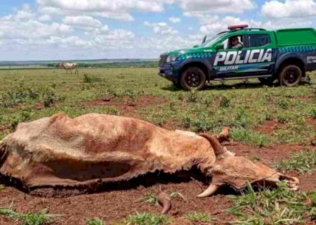 Pecuarista de Dourados é multado em mais de R$ 15 mil por deixar gado morrer de fome>