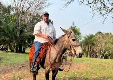 Fazendeiro é 2ª a morrer  em Camapuã após ataque de abelhas