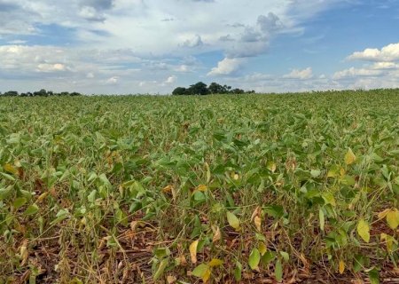 Em MS, cerca de 30 municípios sofrem impacto da seca na safra de soja>