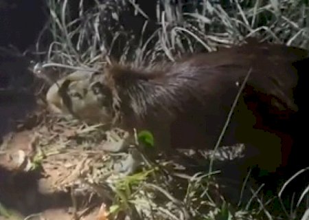 Capivara é resgatada após cair em piscina em MS>