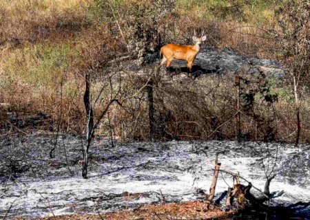 ‘Herança dos incêndios’: pesquisa revela impactos invisíveis das cinzas no Pantanal>