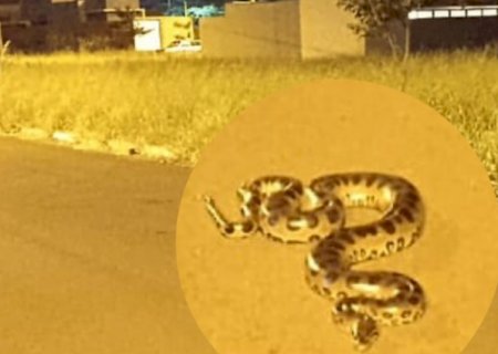 Cobra é encontrada nas ruas do Ecopark; moradores reclamam de mato alto e sujeira>