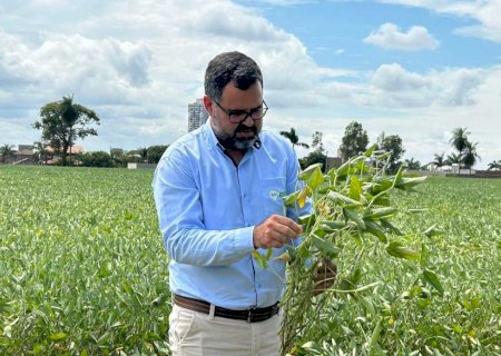 Estiagem piora e já prejudica 1,73 milhão de hectares de soja em MS; Caarapó estima-se perda de até 70% em algumas propriedades>