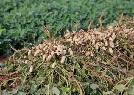 MS não é só terra do boi, da celulose, soja e laranja; também é do amendoim>