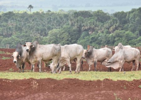 Hectare de terra rural custa até R$ 125 mil em Mato Grosso do Sul>