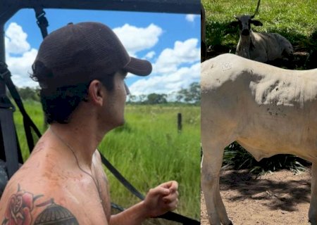 Luan Santana é acusado de ‘crueldade’ após expor gado de sua fazenda em Mato Grosso do Sul>