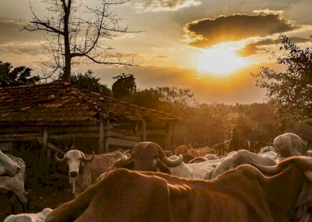 Em MS, para cada habitante há 6 cabeças de gado>