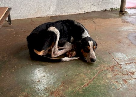 Cão é encontrado desnutrido e ferido na rua; dono é preso por maus-tratos>