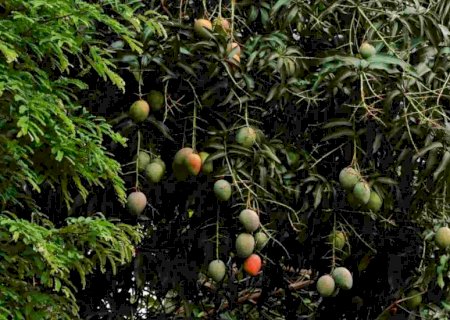 Multa de R$ 11 mil é ignorada e árvores frutíferas cortadas sem autorização em condomínio de luxo em MS>