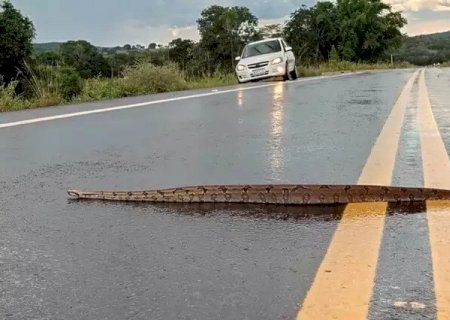 Jiboia chama atenção ao atravessar rodovia em Bonito>