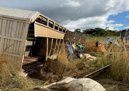 Carreta com 101 bezerros tomba na MS-436 e motorista fica em estado grave>