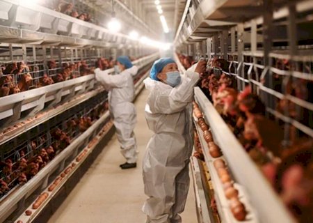 Argentina suspende parte das importações de produtos avícolas do Brasil