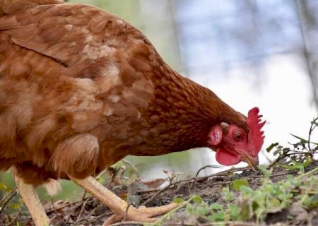 Segundo caso suspeito de gripe aviária no Estado é investigado em Jardim