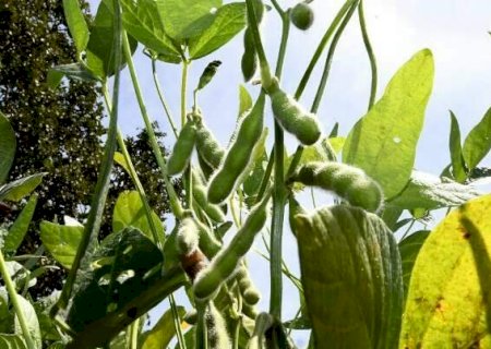 MS tem menor margem de lucro entre estados produtores de soja, aponta estudo