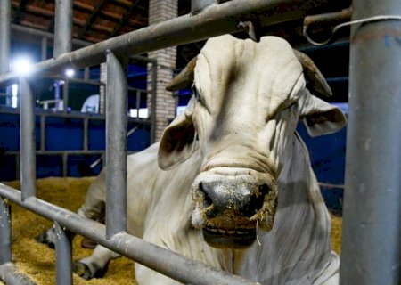 MS recebe status de área livre de aftosa, apto para ampliar mercados da carne