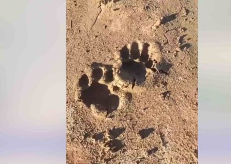 Pegadas de onça são vistas na Estrada Parque e morador alerta: ‘está andando por aí’