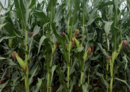 Na reta final da colheita, seca afeta 52% da área plantada em MS