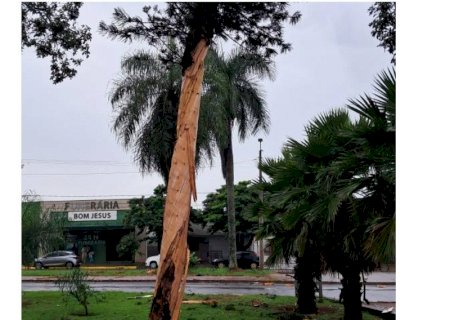Raio atinge árvore em praça de Dourados durante chuva acompanhada de trovoadas