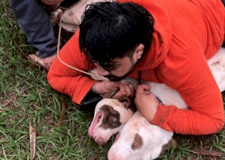 Treinado em artes marciais, homem evita tragédia ao conter pit bulls na rua