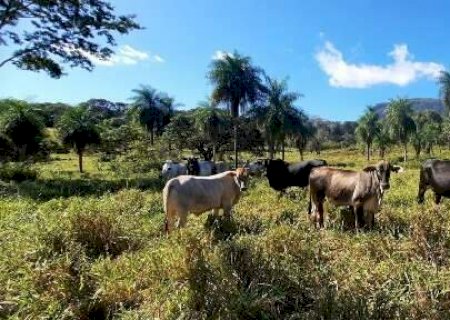 Sob risco de perder terra, maior desafio é fazer “árvore genealógica” de fazenda>