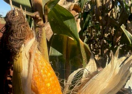 Milho já começou a ser colhido, mas risco de estiagem e frio ameaça produção
