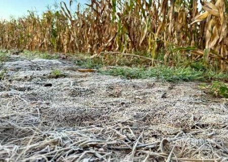 Com temperatura de 1,1°C, geada atinge Caarapó e outros 17 municípios de Mato Grosso do Sul