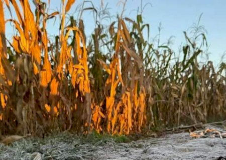 Geada volta atingir Caarapó e outros 12 municípios de Mato Grosso do Sul