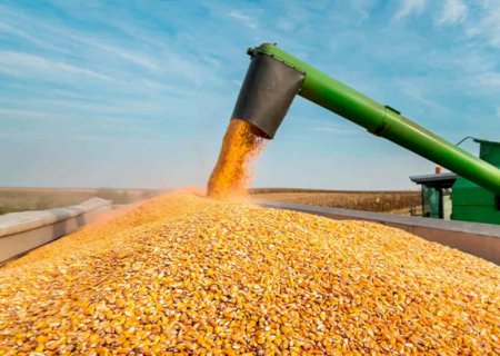Colheita do milho avança em Caarapó com produtividade satisfatória, apesar de preços baixos
