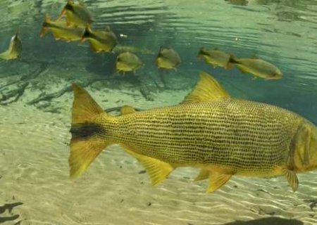 Principal polêmica na Assembleia, proibição da pesca segue travada