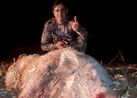 Caçador autorizado abate javali de mais de 200 kg na zona rural de Caarapó