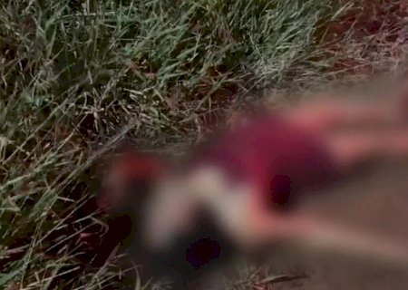 Agredida, mulher é encontrada ferida e gritando por socorro na BR-267