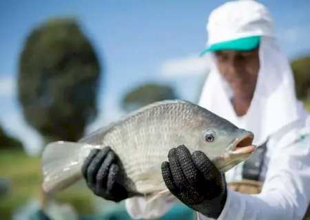 Tilápia reina absoluta na piscicultura e responde por 97% da produção de MS