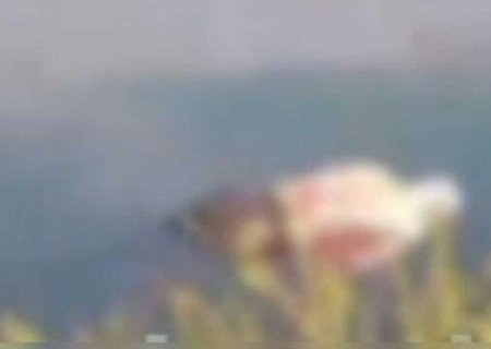 Pescadores encontram corpo em lago com sacola na cabeça e mãos amarradas