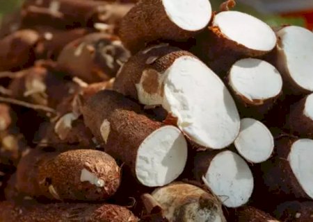 Mandioca lidera vendas regionais, seguida por laranja e ovos