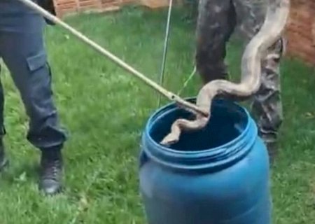 Jiboia de mais de um metro é resgatada em portão de residência em Dourados