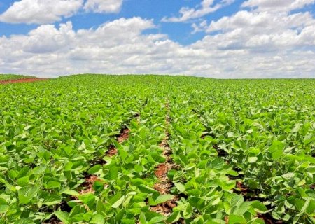 Plantio de soja ultrapassa metade da área estimada em Mato Grosso do Sul>